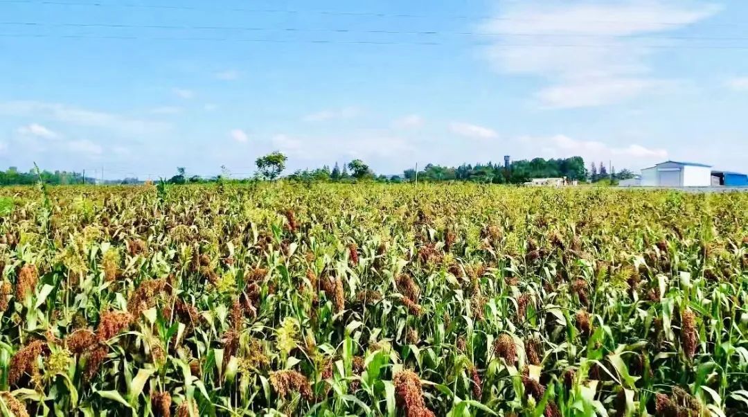 新濠水果机9线游戏技巧